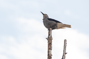 Clark's Nutcracker, grey and black bird sitting on a tree top