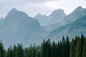 Coniferous trees and massive high mountains. A photograph depicting freedom and adventure. White edit space