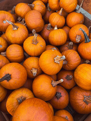 Orange pumpkins at outdoor farmer market