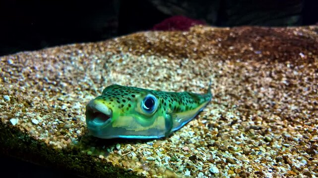 Green Spotted Puffer Fish Resting On Aquarium Tank Bottom. closeup shot