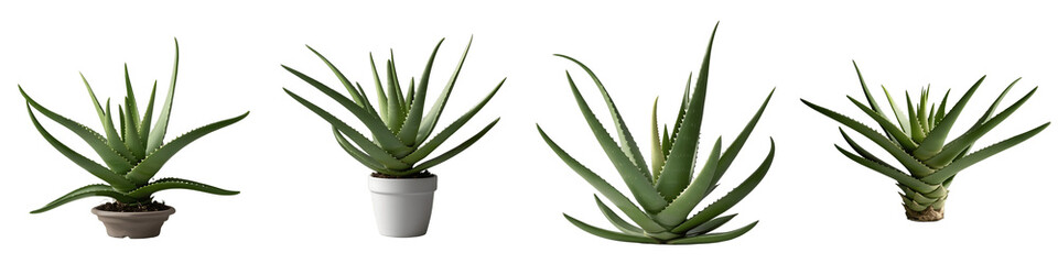 Fototapeta premium Aloe Vera PNG Collection Set isolated on transparent and white background