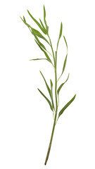 Fototapeta premium PNG Herbs plant leaf white background.