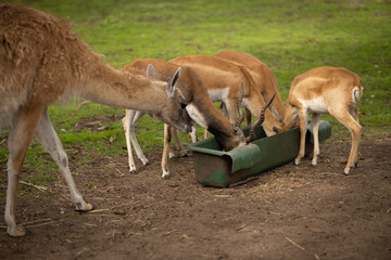 Group of antelopes and guanaco feeding together from a trough in a green pasture on a cloudy day. Concept of wildlife, animal behavior and nature conservation in outdoor environments