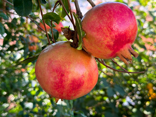 Pomegranate ripe fruits on tree. 