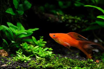 Beautiful fish Hi Fin Lyretail Swordtail also called Xiphophorus helleri. It is a fish native to...