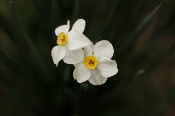 yellow daffodil flower