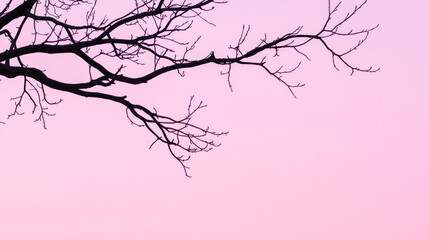Fototapeta premium silhouette of bare tree branches against a soft pastel pink sky