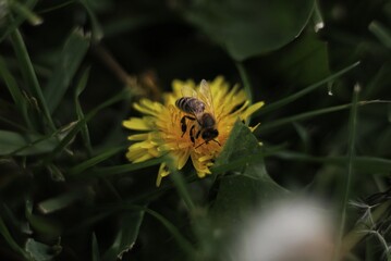 bee on flower
