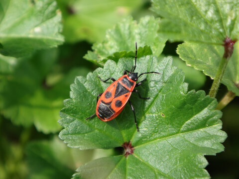 Firebug (Pyrrhocoris apterus) walking on geranium leaves