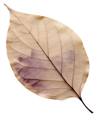Obraz premium PNG Real Pressed a willow leaf plant fragility pattern.