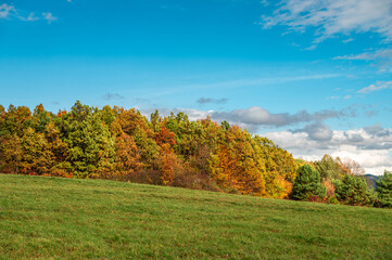 Autumn&rsquo;s Splendor in the Carpathian Forest Shines in Red and Gold