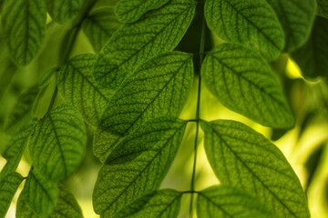 green leaves background