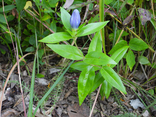Gentiana andrewsii (Bottle Gentian) Native North American Prairie Wildflower