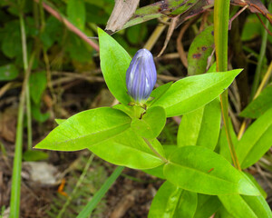 Gentiana andrewsii (Bottle Gentian) Native North American Prairie Wildflower