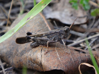 Broad green-winged grasshopper (Aiolopus strepens), male sitting on a dry leaf