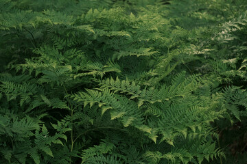 Fototapeta premium green fern in the forest