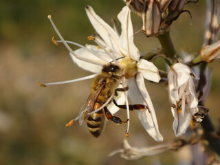 Western honey bee, also known as European honey bee, (Apis mellifera) feeding on a white asphodel flower