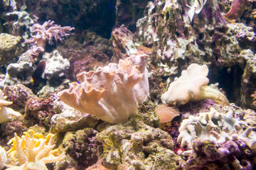 Photo of a tropical fish on a coral reef in aquarium