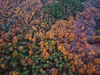 Autumn Forest. Aerial drone view over autumn forest. Colorful trees in the wood