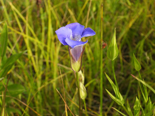 Gentianopsis spp Fringed Gentian Native North American Wetland Wildflower