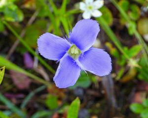 Gentianopsis spp Fringed Gentian Native North American Wetland Wildflower