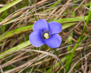 Gentianopsis spp Fringed Gentian Native North American Wetland Wildflower