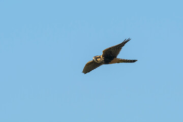 Aplomado Falcon, Falco femoralis, La Pampa, Patagonia,  Argentina