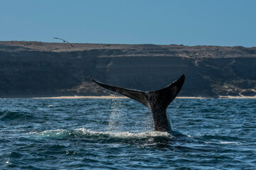 Fototapeta premium Sohutern right whale tail lobtailing, endangered species, Patagonia,Argentina