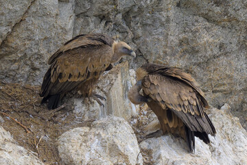 Retrato de Buitres Leonados en Guadarrama