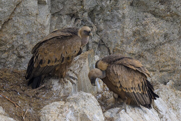 Retrato de Buitres Leonados en Guadarrama