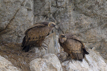 Retrato de Buitres Leonados en Guadarrama