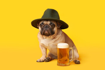 Cute French bulldog in hat with mug of beer sitting on yellow background. Octoberfest celebration