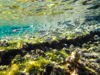 Dark blue ocean surface seen from underwater. Abstract waves underwater and rays of sunlight...