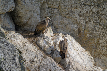 Retrato de Buitres Leonados en Guadarrama