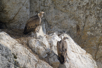 Retrato de Buitres Leonados en Guadarrama
