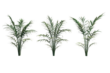 Naklejka premium Green palm tree isolated on white background. 3D rendering image.