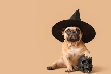 Cute French bulldog in Halloween witch hat with human skull sitting on beige background
