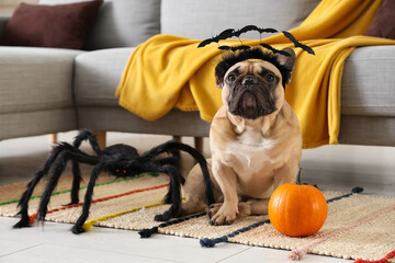 Cute French bulldog in headband with Halloween pumpkin and toy spider sitting on floor at home