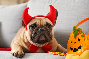 Cute French bulldog in devil horns with Halloween pumpkin bag and candies lying on sofa at home