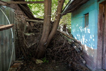 A Serene Encounter of Nature and Abandonment in a Forgotten Corner of an Overgrown Yard