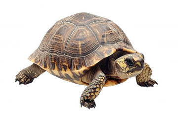 Fototapeta premium Tortoise with detailed shell, transparent background