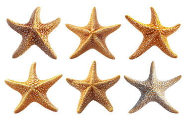 Starfish collection realistic textures isolated on transparent background