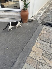 Greek Island cat