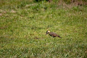 Pájaro carpintero