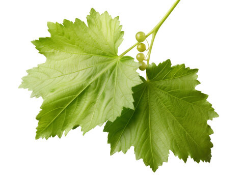 Hoja verde de parra.