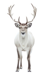 Obraz premium PNG Wildlife animal antler mammal.