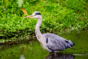 Grey Heron (Ardea cinerea) wading in water in Dublin, Ireland, common in wetlands and rivers.