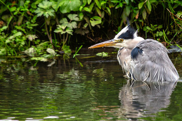 Grey Heron (Ardea cinerea) wading in water in Dublin, Ireland, common in wetlands and rivers.