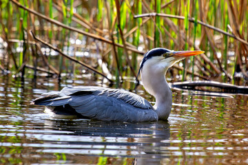 Grey Heron (Ardea cinerea) wading in water in Dublin, Ireland, common in wetlands and rivers.