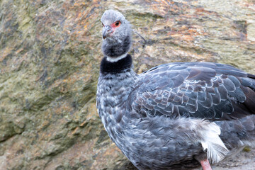 Southern Screamer (Chauna torquata) in wetland habitat, commonly found in South America.